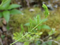 Asparagus tenuifolius