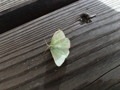 Thetidia smaragdaria