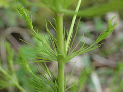 Asparagus tenuifolius