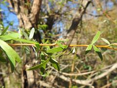 Salix mucronata mucronata