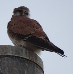 Falco cenchroides cenchroides