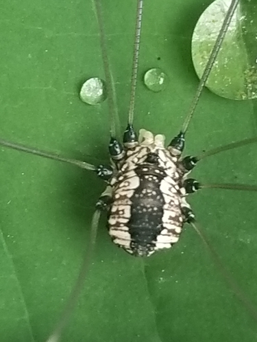 Banded Harvestman photo 3