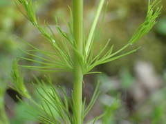 Asparagus tenuifolius