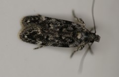 Chionodes bicostomaculella
