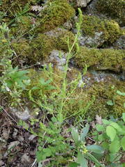Asparagus tenuifolius