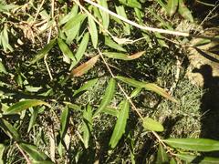 Salix mucronata mucronata