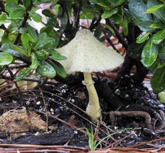 Leucocoprinus birnbaumii image