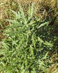 Senecio polyanthemoides