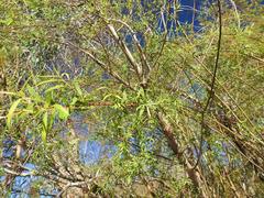 Salix mucronata mucronata