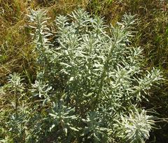 Senecio polyanthemoides