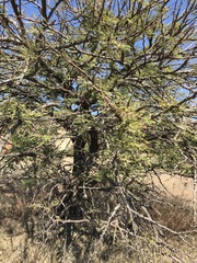 Vachellia robusta
