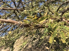 Vachellia robusta
