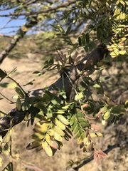 Vachellia robusta