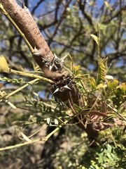 Vachellia robusta