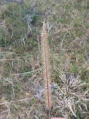 Setaria sphacelata sphacelata