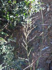 Setaria lindenbergiana