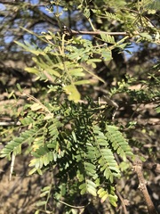 Vachellia robusta