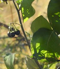 Solanum retroflexum