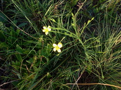 Linum sulcatum