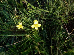 Linum sulcatum
