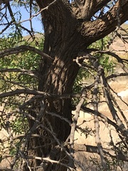 Vachellia robusta
