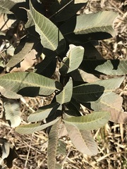 Ozoroa paniculosa salicina
