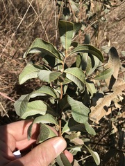 Ozoroa paniculosa salicina