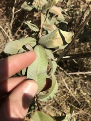 Ozoroa paniculosa salicina