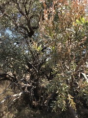 Ozoroa paniculosa salicina