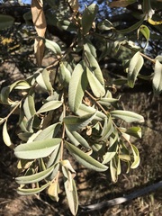 Ozoroa paniculosa salicina
