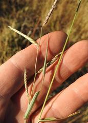 Urochloa panicoides