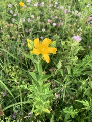 Hypericum ascyron