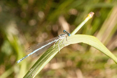 Platycnemis pennipes