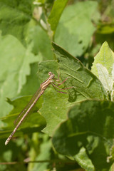 Platycnemis pennipes
