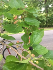 Morus alba