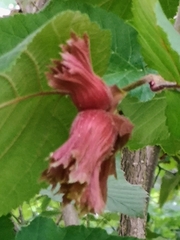 Corylus maxima