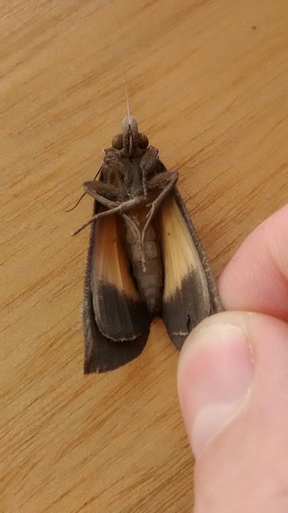 Eudocima anguina