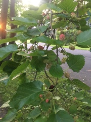 Morus alba