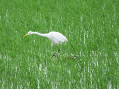 Ardea alba