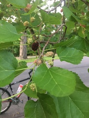 Morus alba