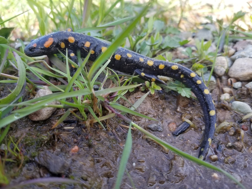 Spotted Salamander