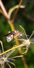 Triepeolus rufithorax