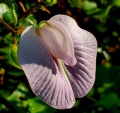 Centrosema arenicola