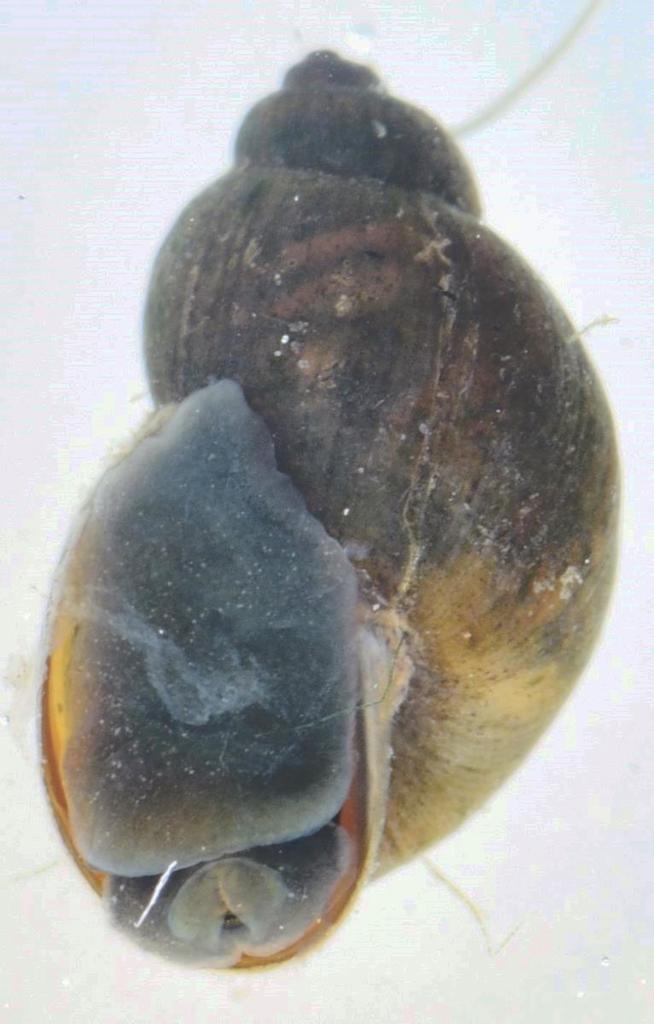 Bulinidae
