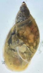 Pseudosuccinea columella