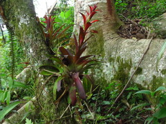 Tillandsia leiboldiana