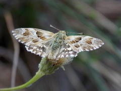 Muschampia lavatherae