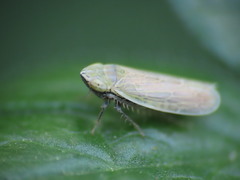 Arthaldeus pascuellus