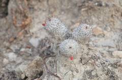 Mammillaria haageana meissneri