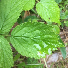 Rubus idaeus